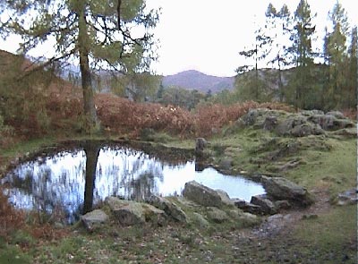 The old fish pond