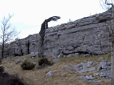 Limestone escarpment with a tree indicating prevailing wind direction