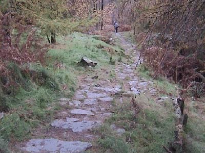 Path up through the trees