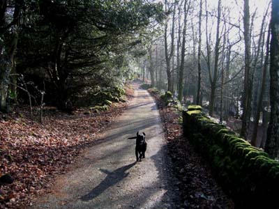 Lane up through the trees