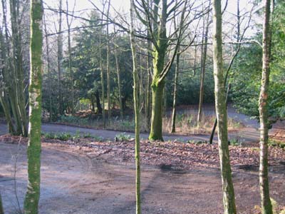 Winding lane through the trees