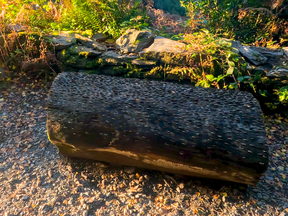 The money tree in Elleray Wood on the Orrest Head walk