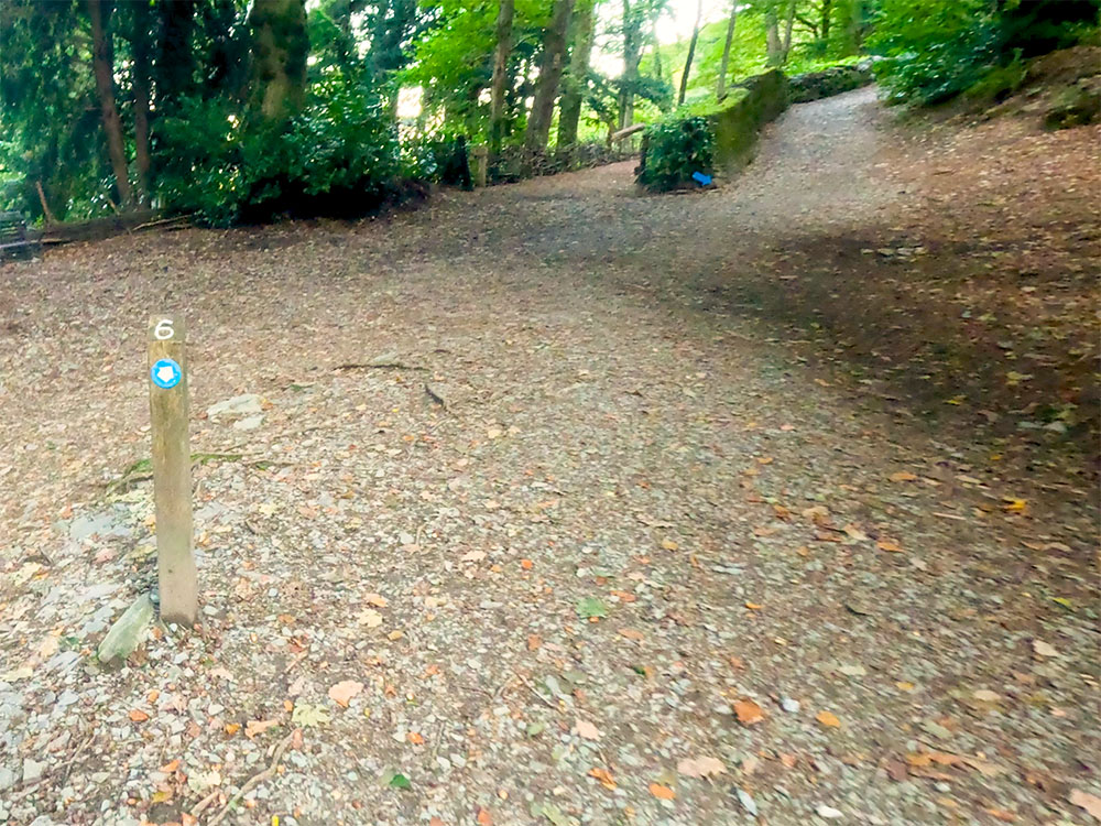 The number six blue waymarker by the side of the track through Elleray Wood