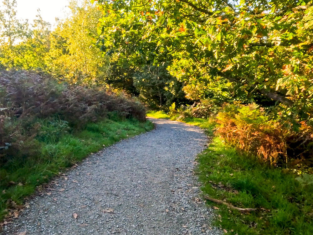 The Miles Without Stiles path heading back down through Elleray Wood
