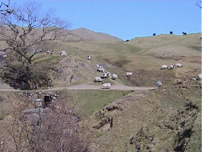 Sheep on the footpath where it leaves the track just before the bridge