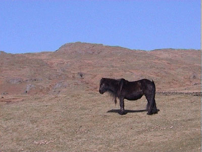 A horse fore-shortening the summit of Wansfell